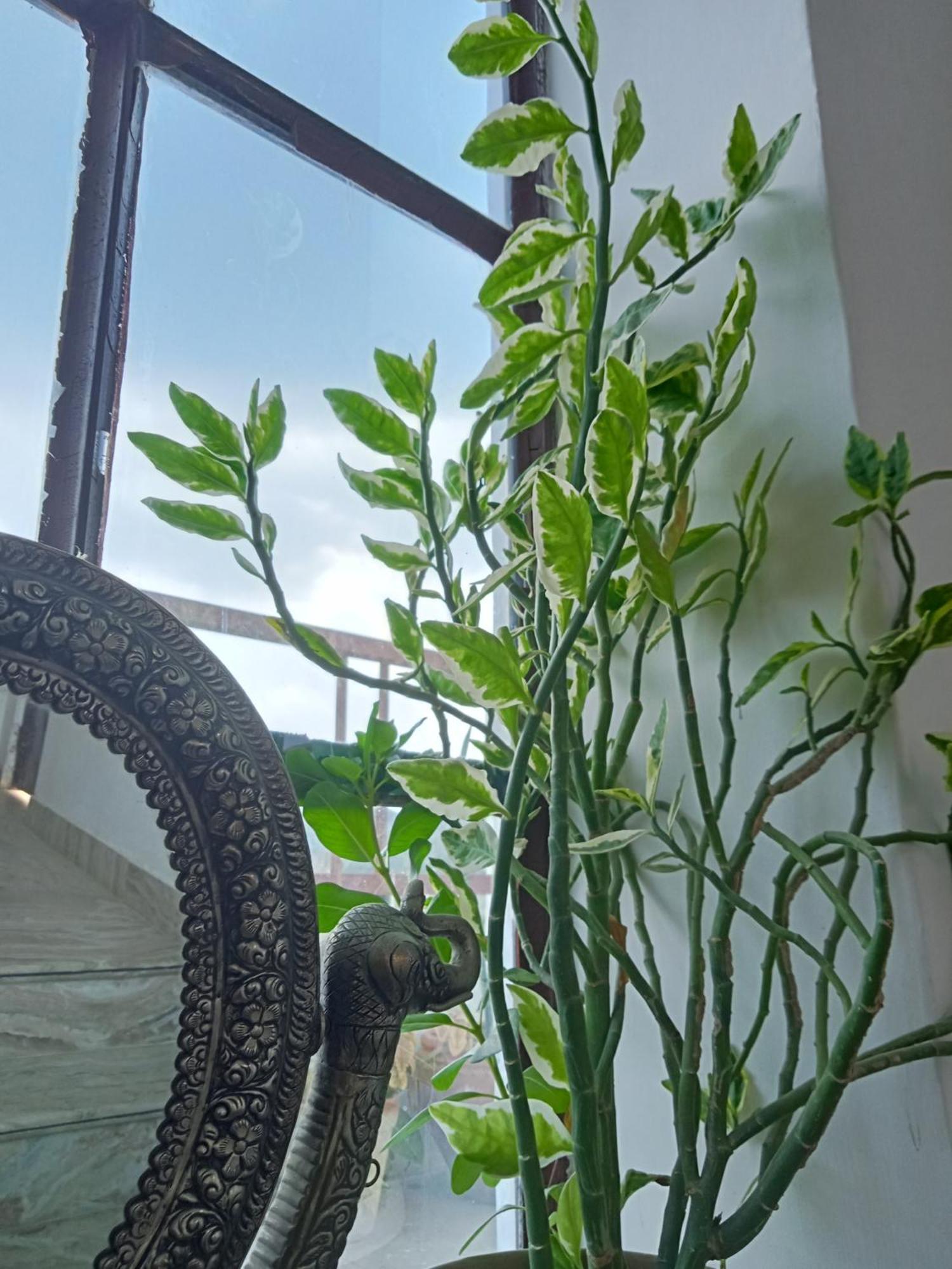 ג'איפור Cocoon Auberge מראה חיצוני תמונה