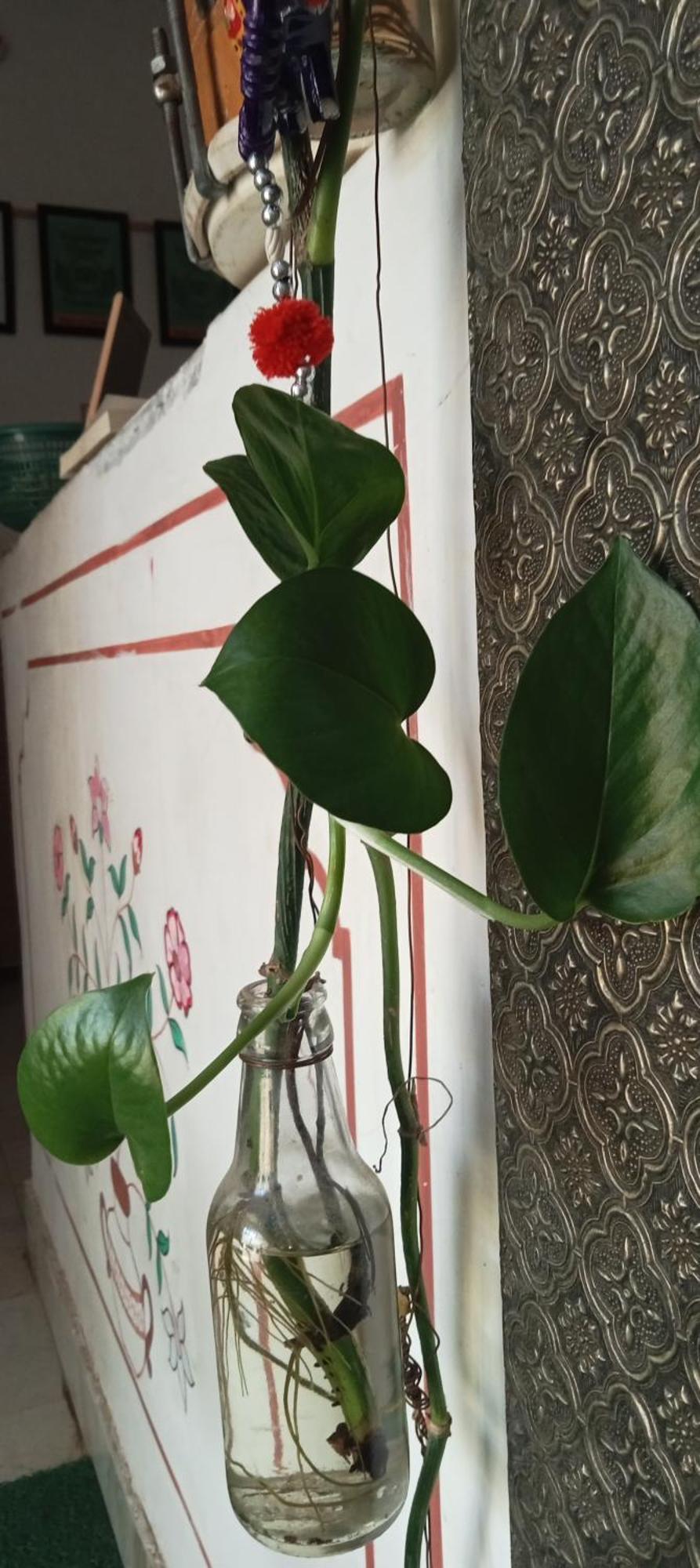 ג'איפור Cocoon Auberge מראה חיצוני תמונה